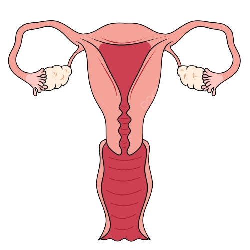 pngtree-uterine-illustration-png-image_9049421-removebg-preview